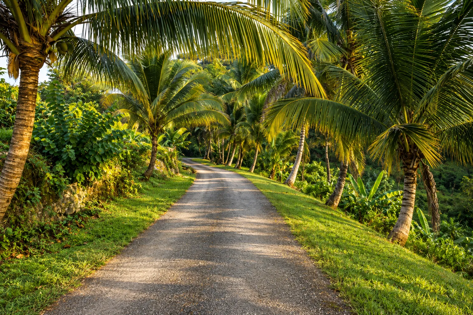 A quiet Jamaican country road under tall coconut palms