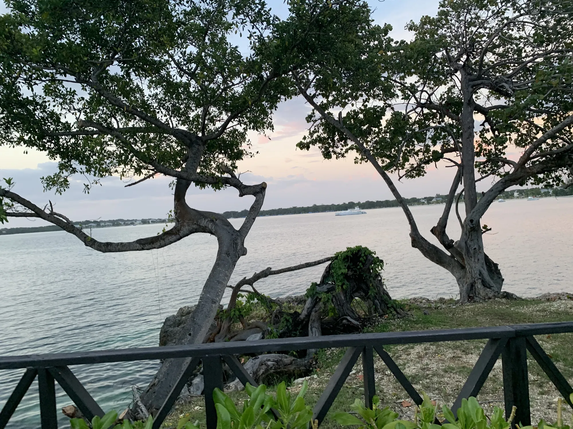 Negril sunset over the sea framed by a silhouetted cliff-top tree